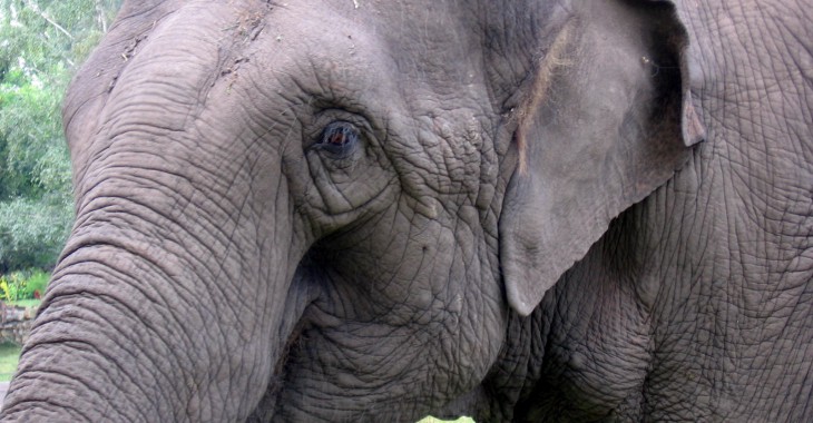 Wrocław: W ZOO będą przetwarzać odchody i odpady na energię Wrocław: W ZOO będą przetwarzać odchody i odpady na energię
