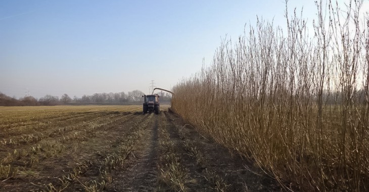 Wierzbowe żniwa w Energetyce