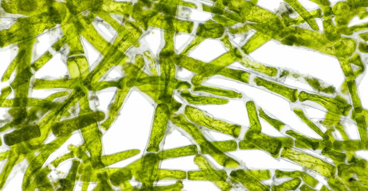 Energetyczne wykorzystanie biomasy niekonwencjonalnej