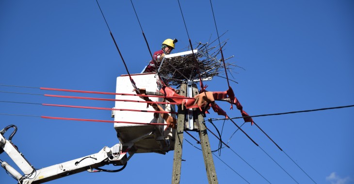 Energa wita bociany wracające do Polski i ma dla nich 600 nowych gniazd Energa wita bociany wracające do Polski i ma dla nich 600 nowych gniazd