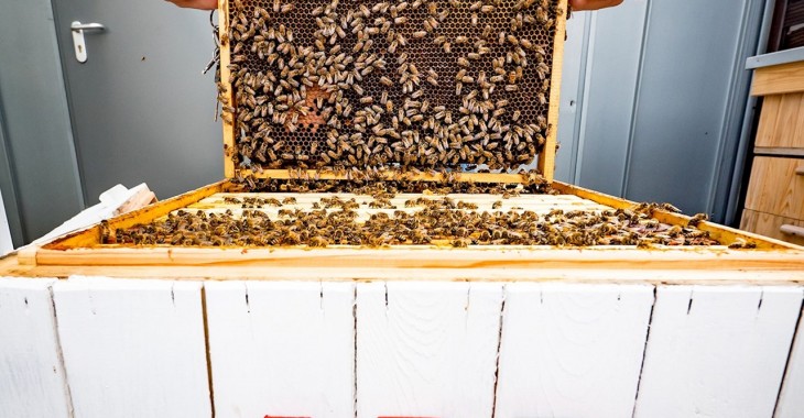 Pszczoły dla miast przyszłości