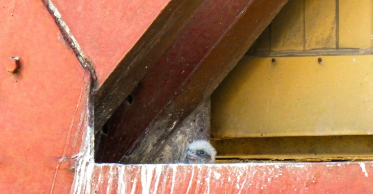 Rodzina sokołów wędrownych z Elektrowni Bełchatów powiększyła się o trojaczki Rodzina sokołów wędrownych z Elektrowni Bełchatów powiększyła się o trojaczki