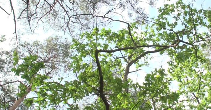 Biznes zamierza walczyć ze zmianami klimatu nawet w trakcie pandemii. Na odwrócenie negatywnych tendencji mamy tylko 12 lat Biznes zamierza walczyć ze zmianami klimatu nawet w trakcie pandemii. Na odwrócenie negatywnych tendencji mamy tylko 12 lat