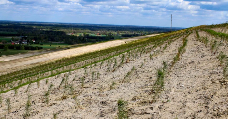 PGE GiEK: na terenach poprzemysłowych Kopalni Bełchatów przybyło 365 tysięcy nowych drzew