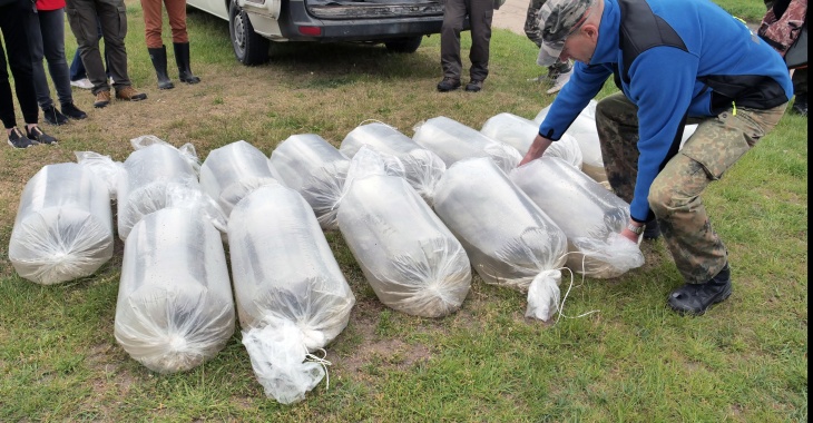 Energa zarybia Narew i sprząta brzeg rzeki Energa zarybia Narew i sprząta brzeg rzeki